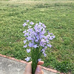 Lavender Dream