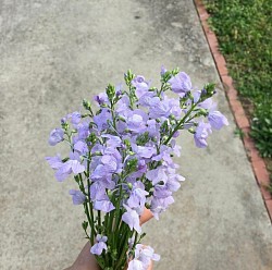 Lavender Dream