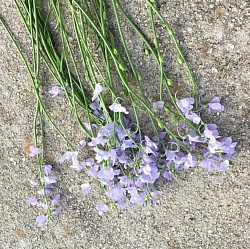 Lavender Dream